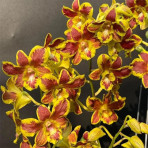 Dendrobium KGI Splash 3-5% Dendrobium KGI Splash 3-5%
